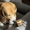 Натуральный бальзам для увлажнения носиков без аромата Bark Tail - Paw Balm, 50 г - Фото№7