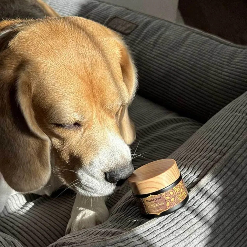 Натуральный бальзам для увлажнения носиков без аромата Bark Tail - Paw Balm, 50 г Натуральный бальзам для увлажнения носиков без аромата Bark Tail - Paw Balm, 50 г