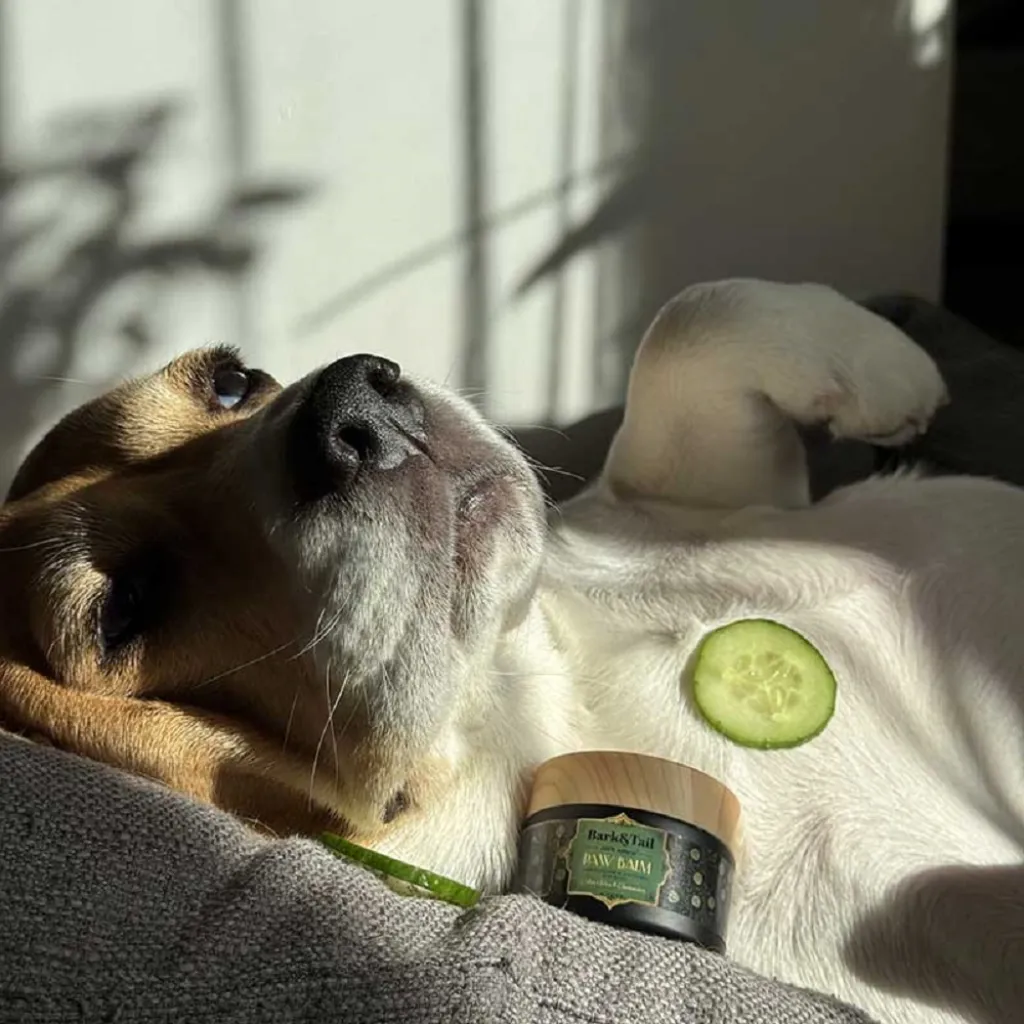 Бальзам для лап Bark Tail - Paw Balm Moisturizing Softening for Boys, Aloe Vera Cucumber, 50 г Бальзам для лап Bark Tail - Paw Balm Moisturizing Softening for Boys, Aloe Vera Cucumber, 50 г