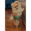 Гигиенический впитывающий пояс для кобелей Okey Doggy, черный - Фото№13
