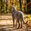 Набор шлейки и поводка для котов Zee.Cat Trekk Harness+Leash Set - Фото№5
