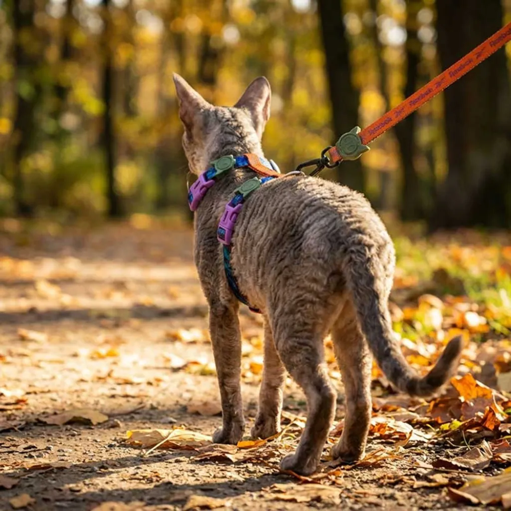 Набор шлейки и поводка для котов Zee.Cat Trekk Harness+Leash Set