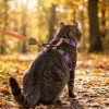 Набор шлейки и поводка для котов Zee.Cat Trekk Harness+Leash Set - Фото№6