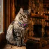 Ошейник для кошек Zee.Cat Aerobic Cat Collar - Фото№5