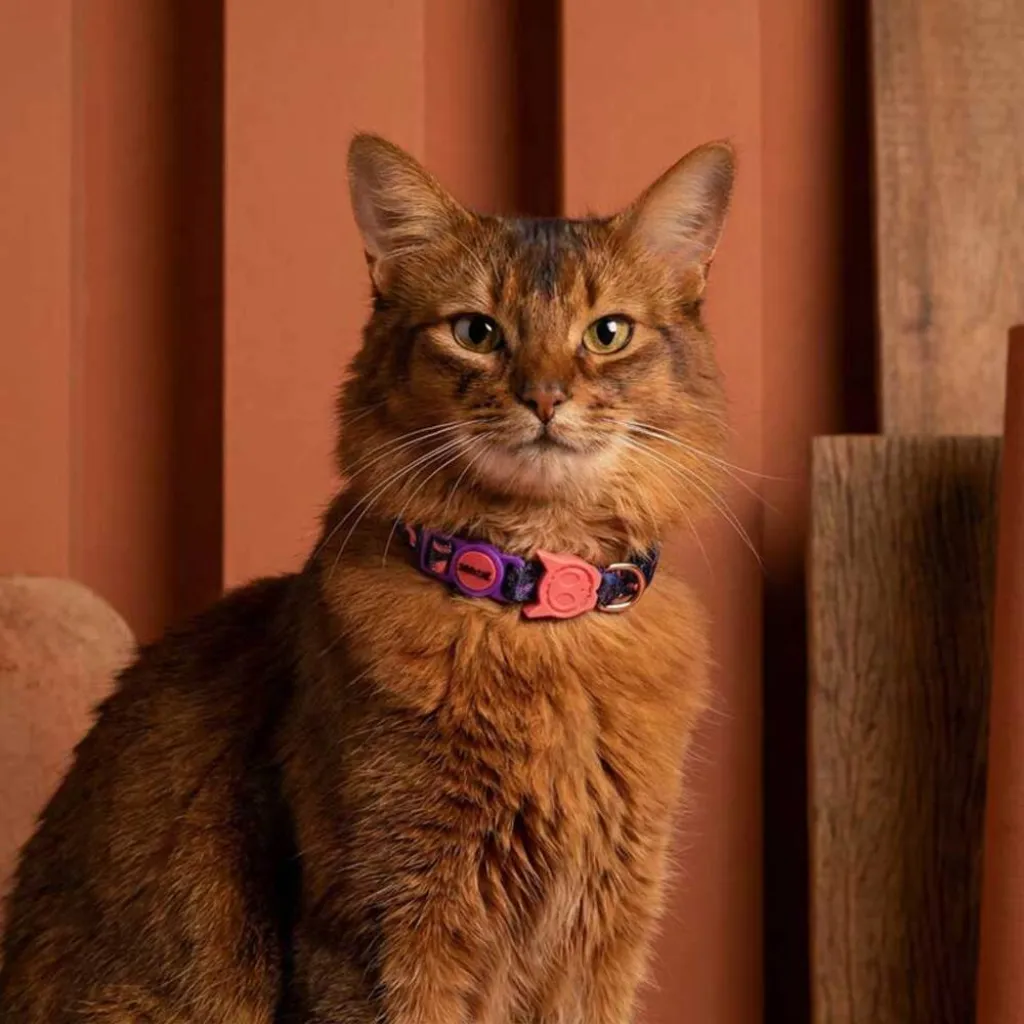 Ошейник для кошек Zee.Cat Court Cat Collar