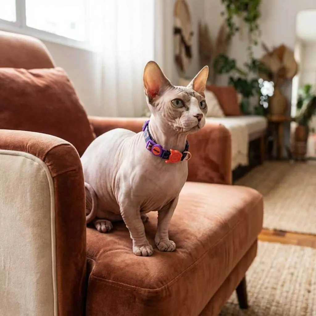 Ошейник для кошек Zee.Cat Court Cat Collar