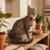 Ошейник для кошек Zee.Cat Court Cat Collar - Фото№8