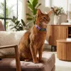 Ошейник для кошек Zee.Cat Trekk Cat Collar - Фото№6
