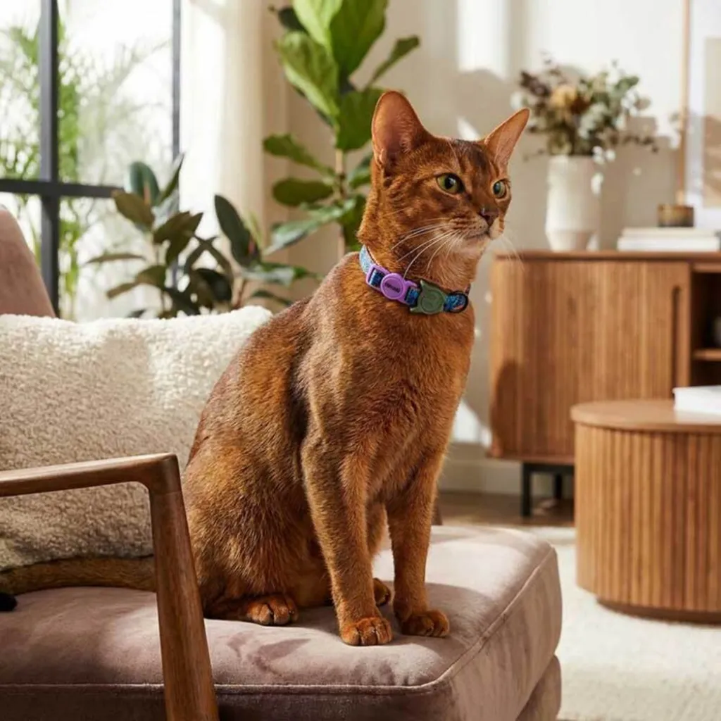Ошейник для кошек Zee.Cat Trekk Cat Collar Ошейник для кошек Zee.Cat Trekk Cat Collar