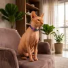 Ошейник для кошек Zee.Cat Trekk Cat Collar - Фото№8