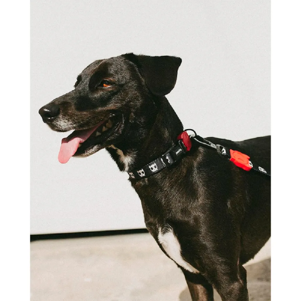 Ошейник для собак Zee.Dog - Skull 2.0 black Ошейник для собак Zee.Dog - Skull 2.0 black