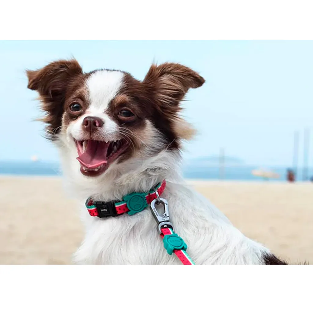 Ошейник для собак Zee.Dog Lola Ошейник для собак Zee.Dog Lola