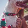 Ошейник для собак Zee.Dog Lola - Фото№6