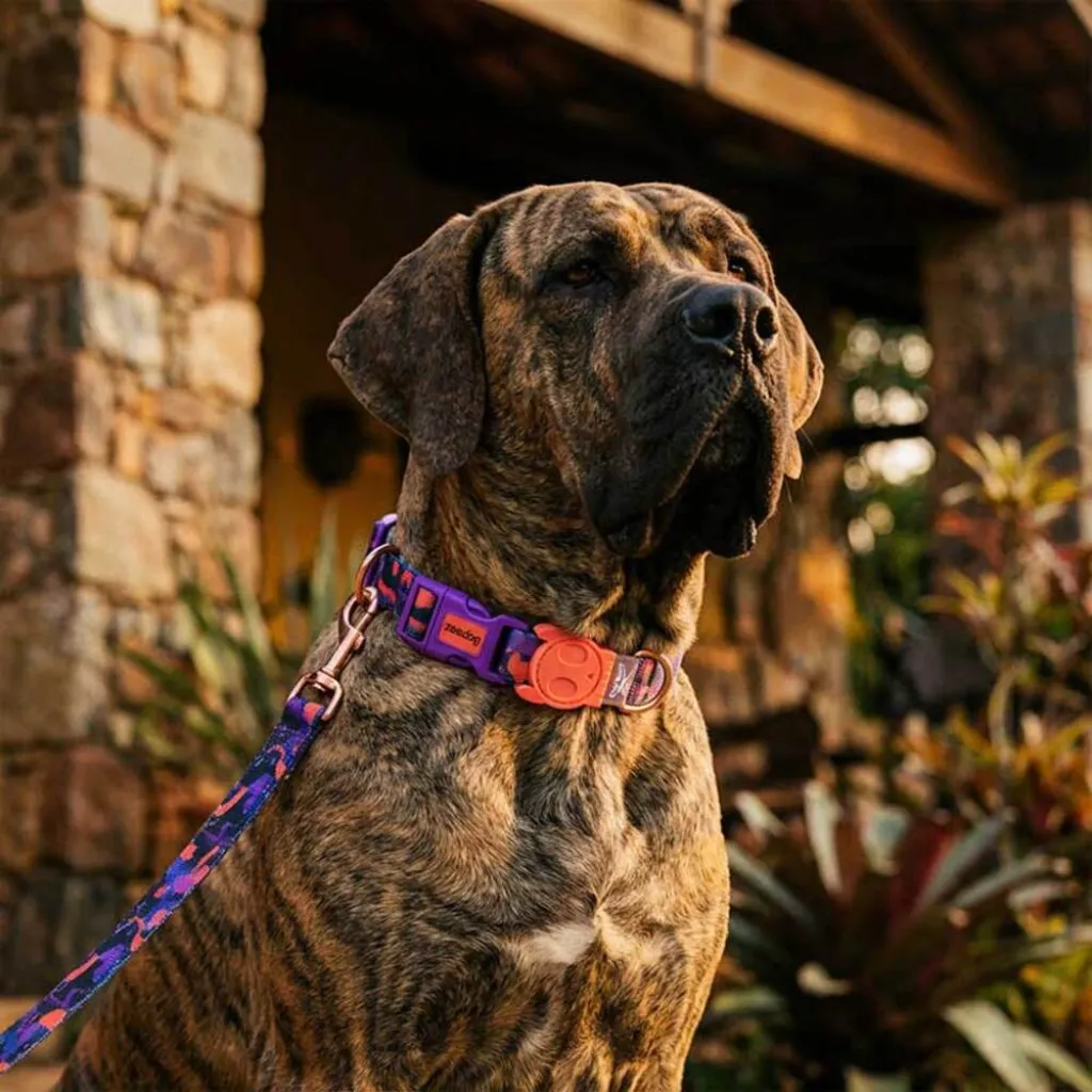 Ошейник для собак Zee.Dog Court