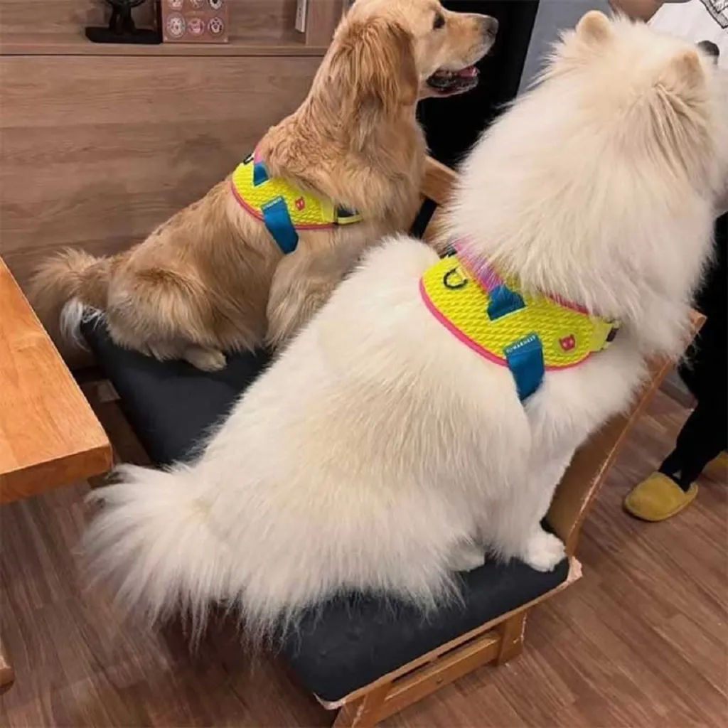 Шлейка для собак Zee.Dog - Cmyk Flyharness
