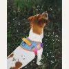 Шлейка для собак Zee.Dog - Galaxy FlyHarness - Фото№8