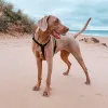 Шлейка для собак Zee.Dog Gotham H-Harness - Фото№10