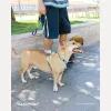 Шлейка для собак Zee.Dog Lords Manifesto H-Harness - Фото№8