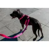 Шлейка для собак Zee.Dog Lords Pink LED H-Harness - Фото№6
