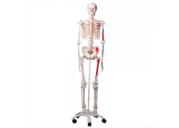 Модель скелета людини "Макс" з м'язами