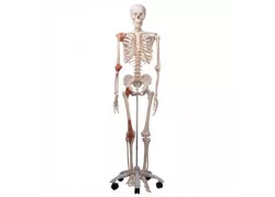 Модель скелета людини "Лео" із суглобовими зв'язками