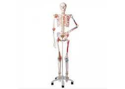 Модель скелета  людини "Сем" спеціальна