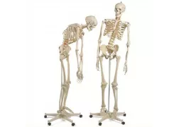 Модель скелета людини "Фред" з рухомим хребтом