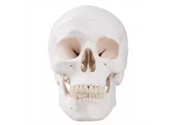 Модель черепа людини, класична