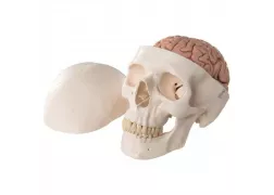 Модель черепа - класичний череп з мозком