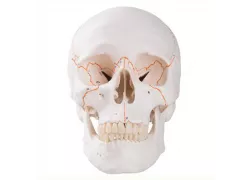 Класичний череп пронумерований