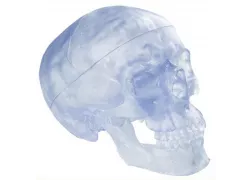 Модель черепа - прозорий череп