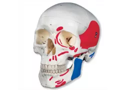Класичний розфарбований череп
