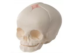 Модель черепа плода на 30-му тижні