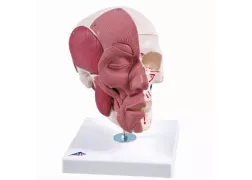 Модель черепа з лицьовими м'язами