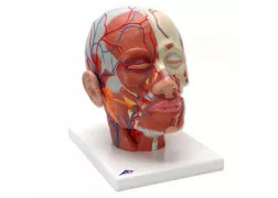 Модель голови - м'язи голови з кровоносними судинами