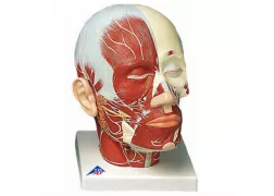Модель голови - м'язи голови з нервами