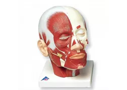 Анатомічна модель - мускулатура голови