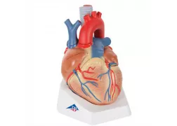 Модель серця