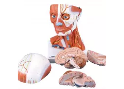 Модель - мускулатура голови і шиї