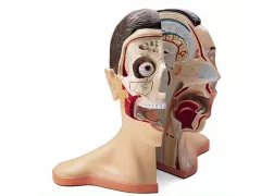 Анатомічна модель - голова і шия, 5 частин