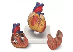 Класична модель серця