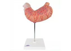 Анатомічна модель шлунка