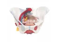 Модель таза жінки зі зв'язками, судинами, нервами, тазові дном і органами