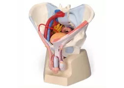 Модель таза чоловіки зі зв'язками, судинами, нервами, тазові дном і органами