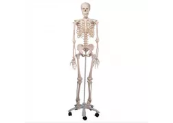 Модель скелета людини "Стен" стандартна