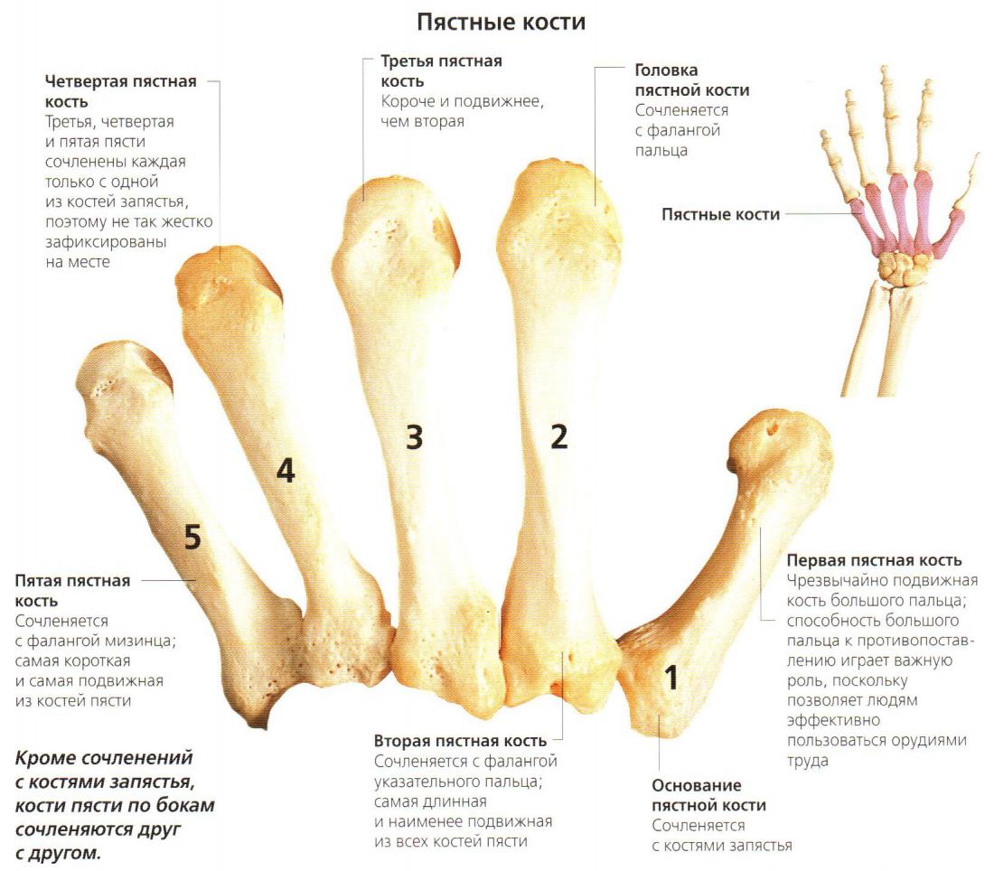 Ортез перелом пястная кость