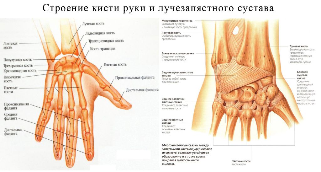 Соединения костей запястья. Лучезапястный сустав анатомия строение кости. Кисть руки анатомия строение сустава. Анатомия лучезапястного сустава и кисти. Строение костей лучезапястного сустава.